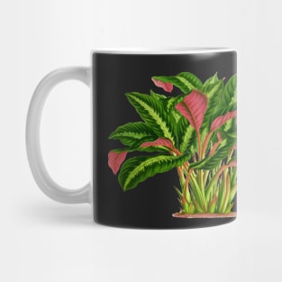 Calathea Warscewiczii botanical illustration Mug